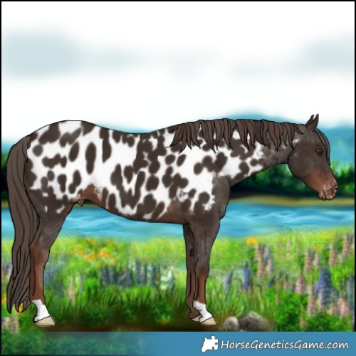 Horse Color:Liver Chestnut Near Leopard
