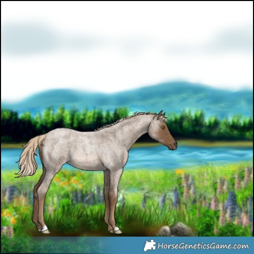 Horse Color:Chocolate Palomino Roan