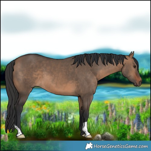 Horse Color:Brown Dun 
