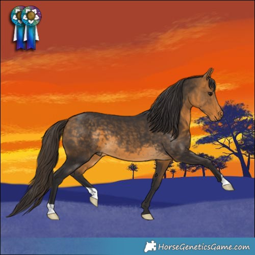 Horse Color:Buckskin 