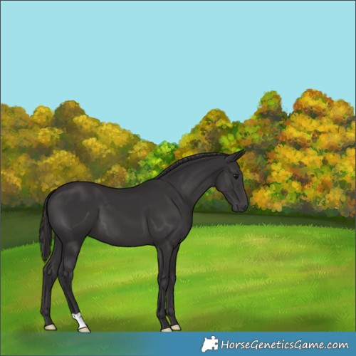 Horse Color:Smoky Black 