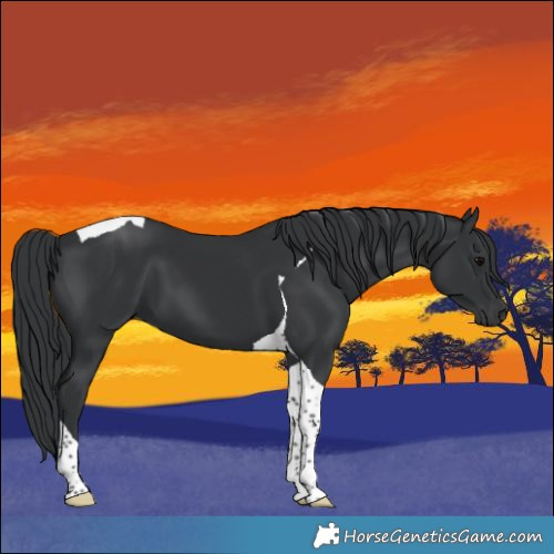 Horse Color:Black Tobiano 