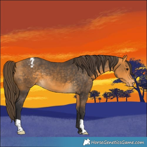 Horse Color:Buckskin Appaloosa 