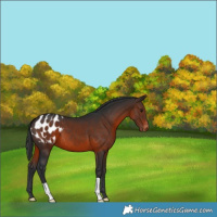 Horse Color:Brown Appaloosa 