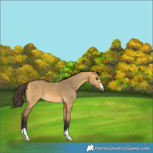 Horse Color:Buckskin Dun 