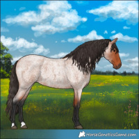 Horse Color:Bay Roan 