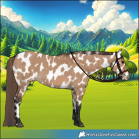 Horse Color:Bay Dun Appaloosa Brindle 