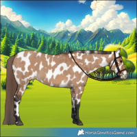 Horse Color:Bay Dun Leopard Brindle