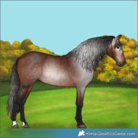 Horse Color:Gray Bay 
