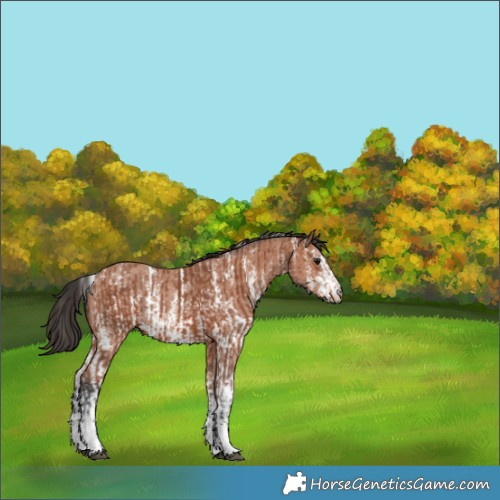 Horse Color:Bay Sabino Rabicano  and Bay Sabino Rabicano 