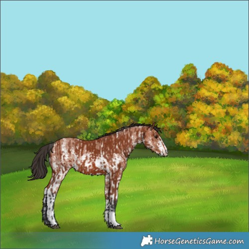 Horse Color:Bay Sabino Rabicano  and Bay Sabino Rabicano 