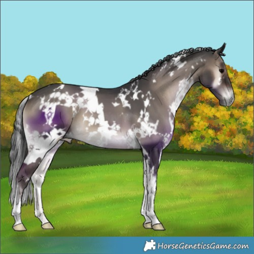 Horse Color:White Spotted Blue Onyx
