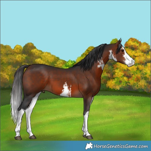 Horse Color:White Spotted Bay 
