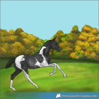 Horse Color:Black Tobiano Appaloosa Rabicano 