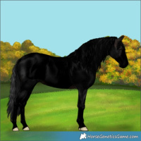Horse Color:Powder White Void Brown Roan Frame 