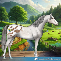 Horse Color:Liver Red Dun Appaloosa 