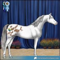 Horse Color:Liver Red Dun Appaloosa