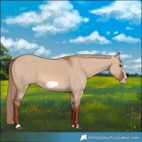Horse Color:Red Dun Frame 