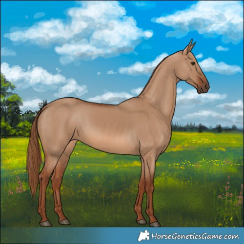 Horse Color:Red Dun 