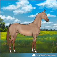 Horse Color:Red Dun 