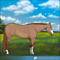 Horse Color:Red Dun 