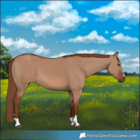 Horse Color:Red Dun 