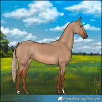 Horse Color:Red Dun 