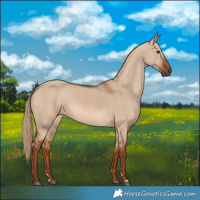 Horse Color:Red Dun 