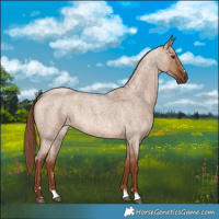 Horse Color:Red Dun Roan 