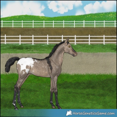 Horse Color:Brown Dun Blanket Rabicano 