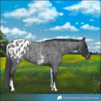 Horse Color:White Spotted Blue Roan Blanket 