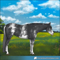 Horse Color:White Spotted Black 
