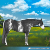 Horse Color:White Spotted Black 