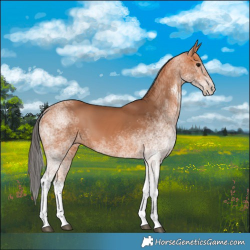 Horse Color:White Spotted Bay 