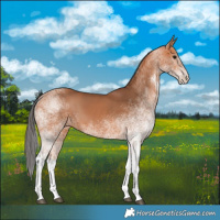 Horse Color:White Spotted Bay 
