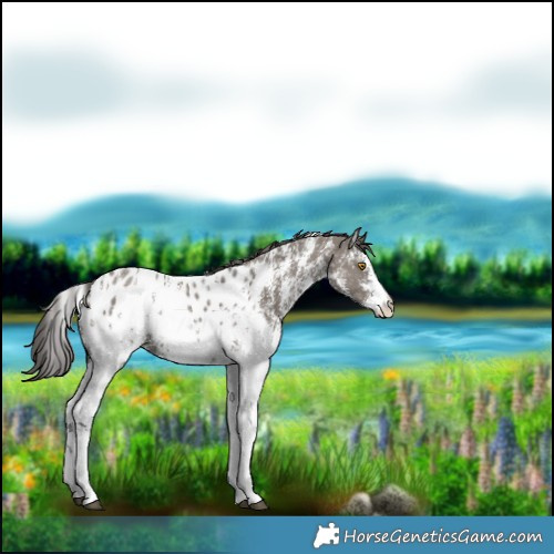 Horse Color:Grullo Sabino Near Leopard