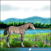 Horse Color:Brown Dun Sabino