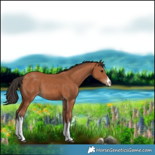 Horse Color:White Spotted Bay Rabicano 