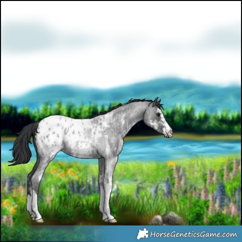 Horse Color:Blue Roan Sabino Blanket