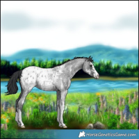 Horse Color:Blue Roan Sabino Appaloosa