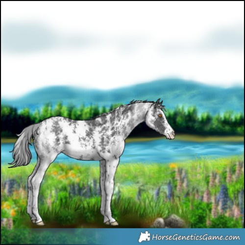 Horse Color:Black Sabino 