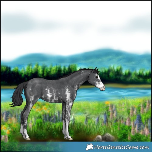 Horse Color:Black Sabino