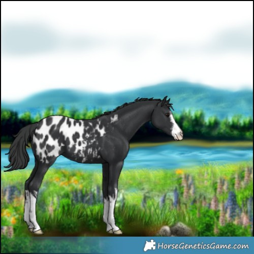 Horse Color:White Spotted Black Blanket