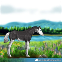 Horse Color:White Spotted Smoky Black Splash 