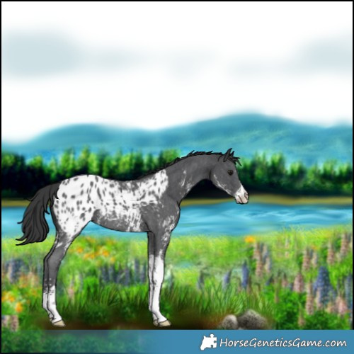 Horse Color:Black Sabino Blanket Rabicano