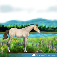 Horse Color:Buckskin Roan Sabino 
