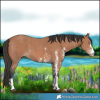 Horse Color:Bay Sabino 