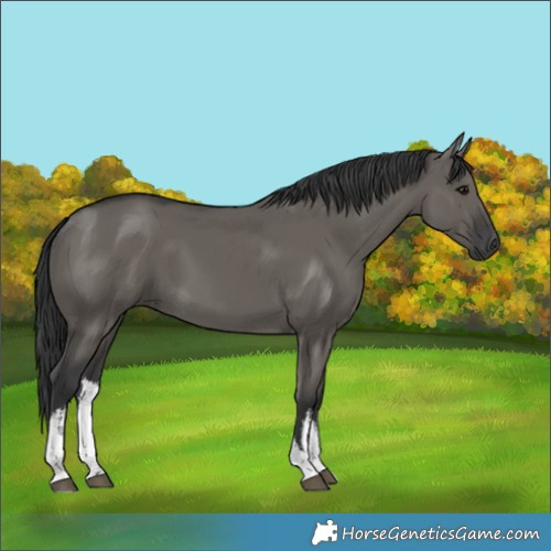 Horse Color:White Spotted Grullo 