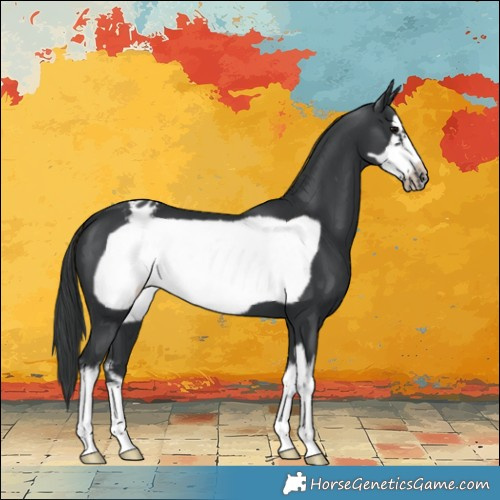 Horse Color:White Spotted Black Frame Appaloosa 