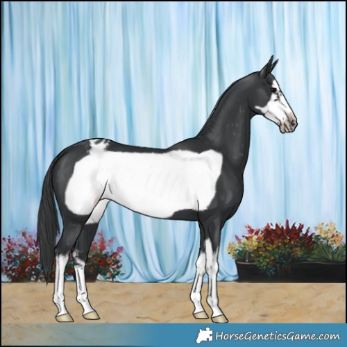 Horse Color:White Spotted Black Frame Appaloosa 